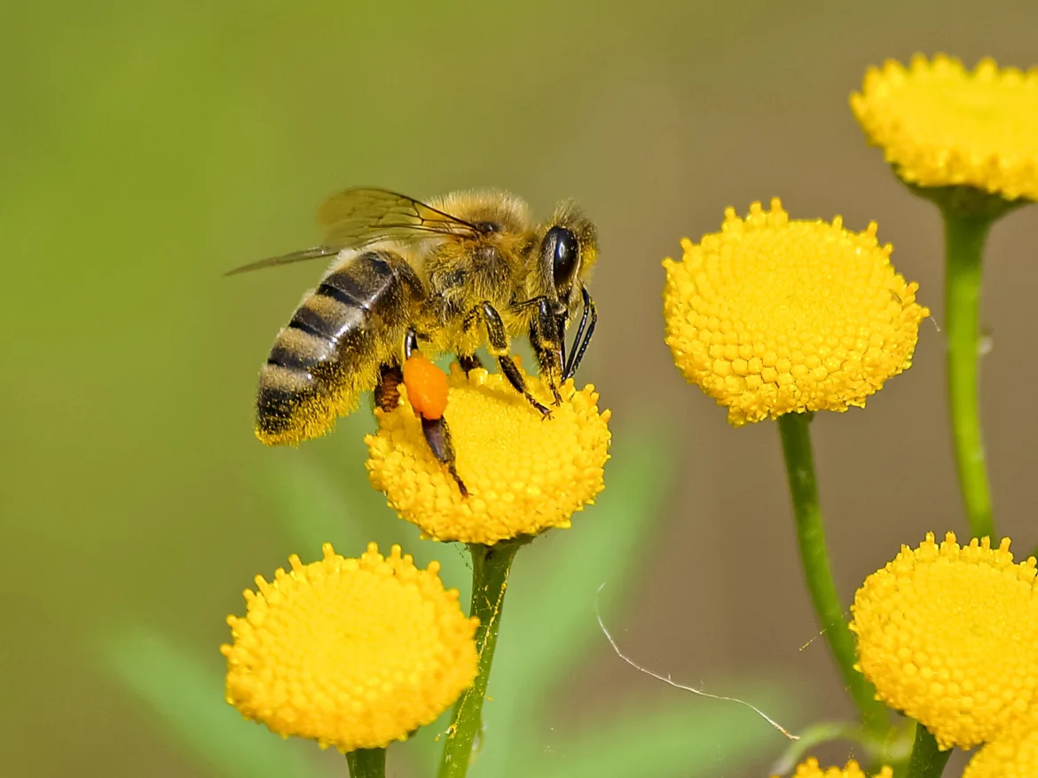 Manuka Honey vs Raw Honey: Which One is Better? Manuka honey vs raw honey