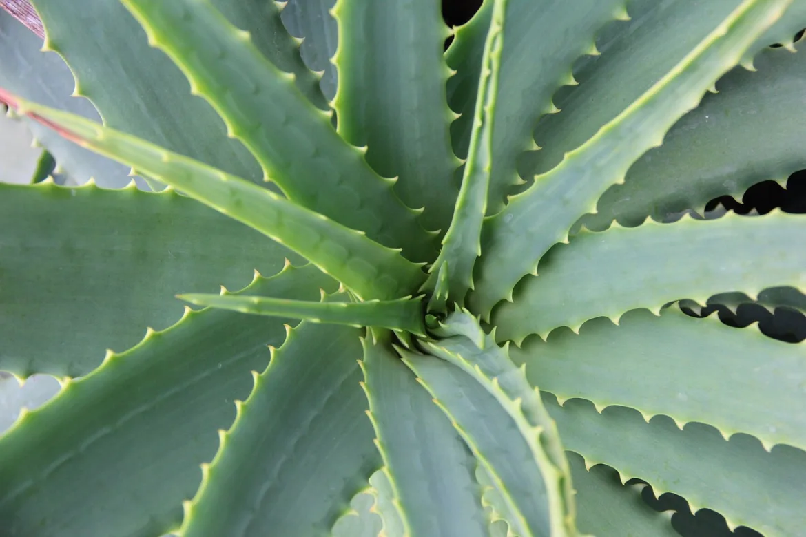 Benefits of Aloe Vera: The Miraculous Plant for Health and Beauty Benefits of Aloe Vera