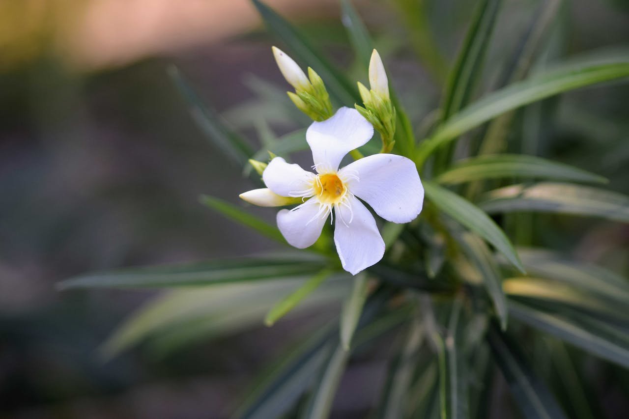 benefits of jasmine oil