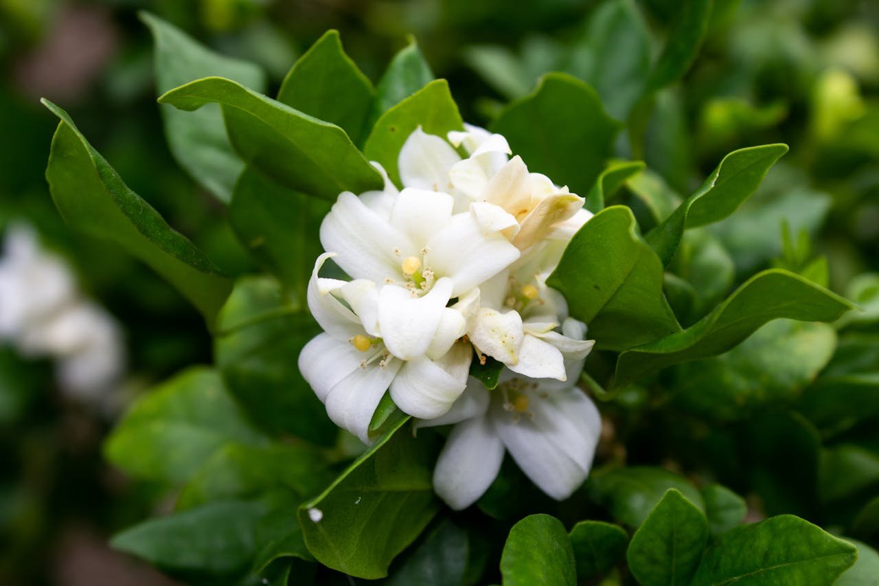 Benefits of jasmine oil